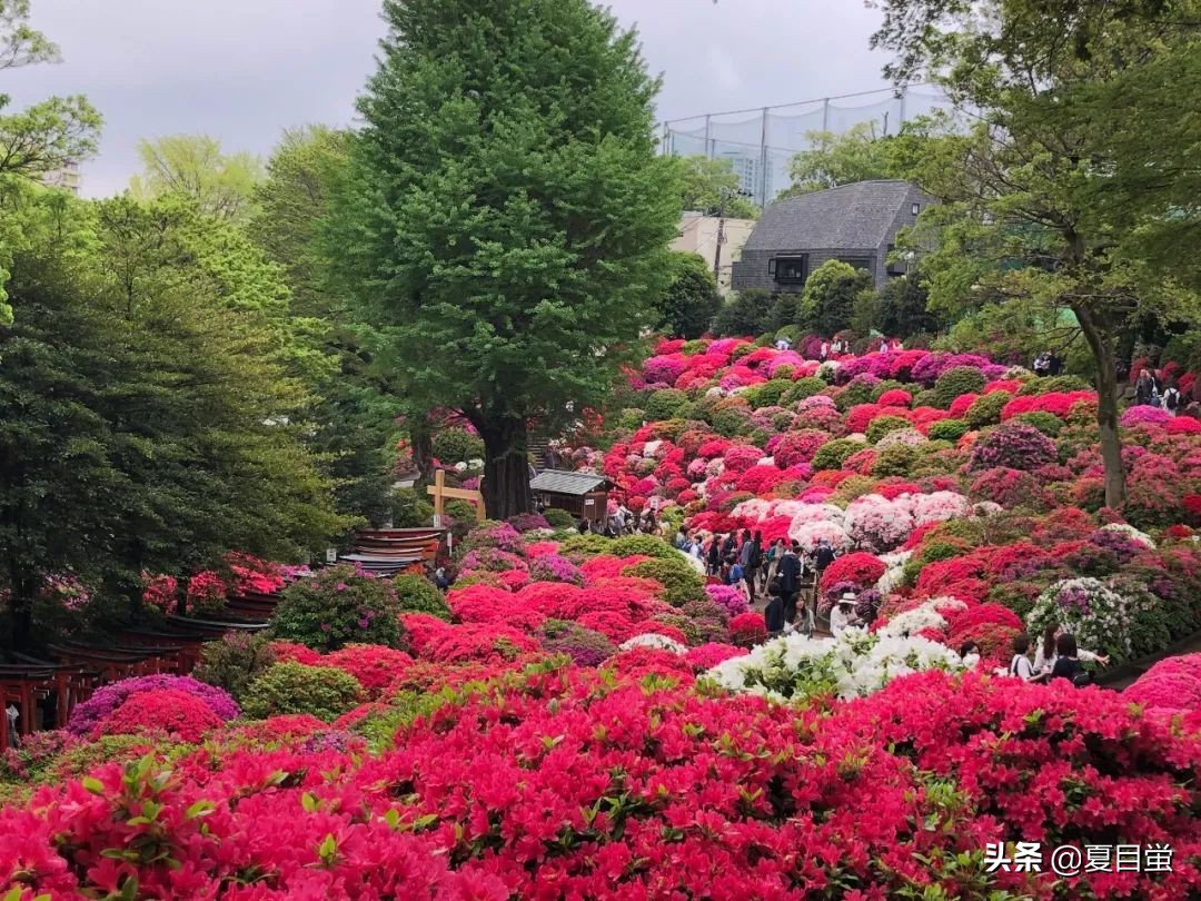 东京：根津神社，杜鹃花丛中的漫步