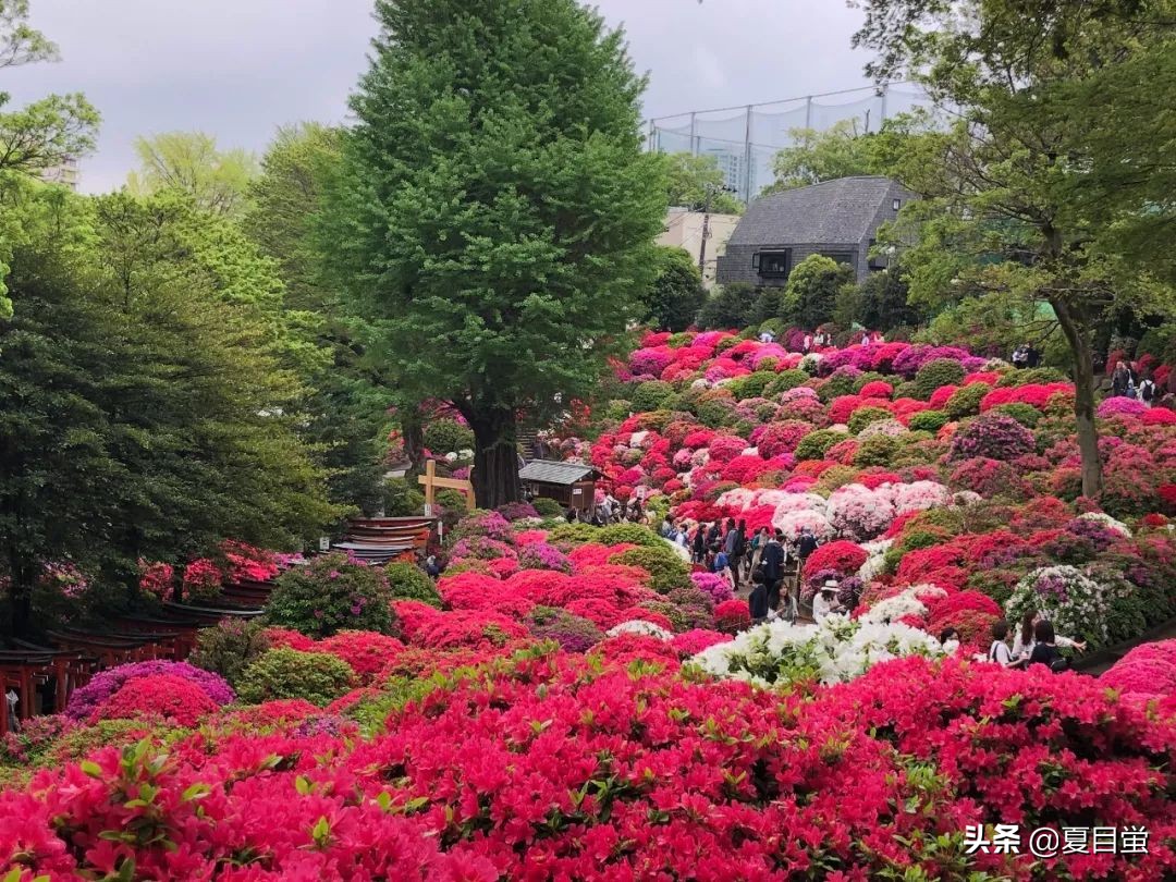 东京：根津神社，杜鹃花丛中的漫步