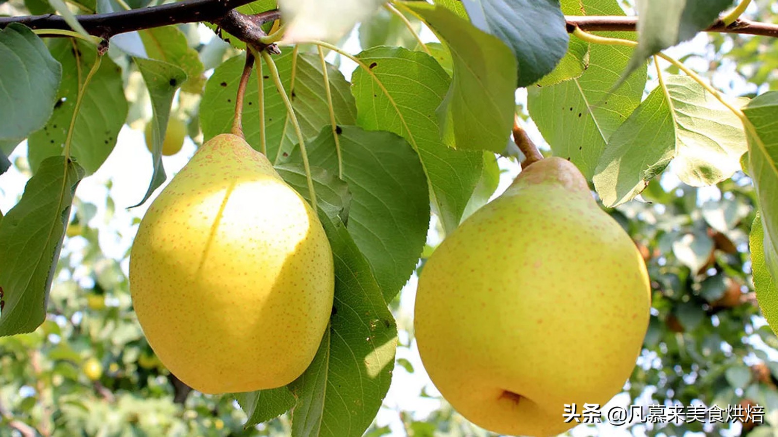 苹果梨图片（盘点全国最好吃的50种梨快收藏）