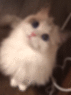 布偶猫品相鉴别与饲养难点全解析