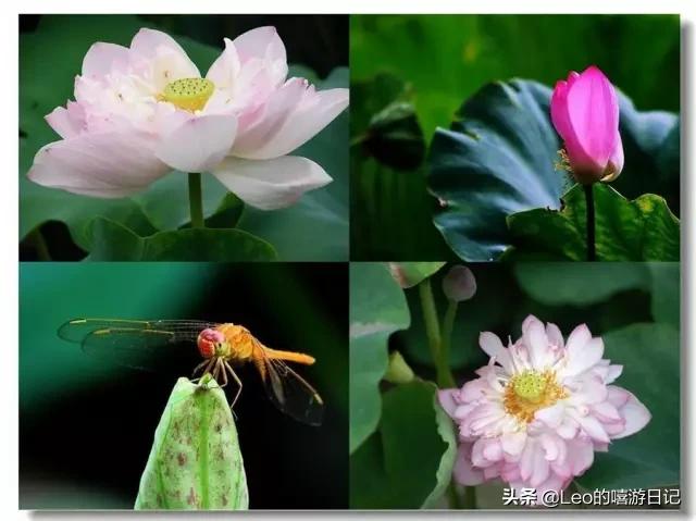 广东佛山顶级花卉世界称霸！一碧绿叶遮苍穹，十里秋荷十里香