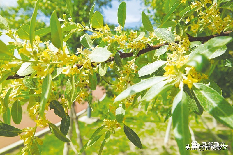 戈壁上的沙枣花，是童年记忆里最有杀伤力的暗香