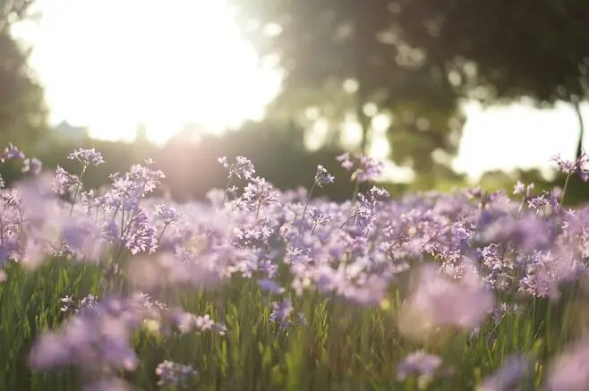 清明是什么意思（一文读懂清明节的真正含义）