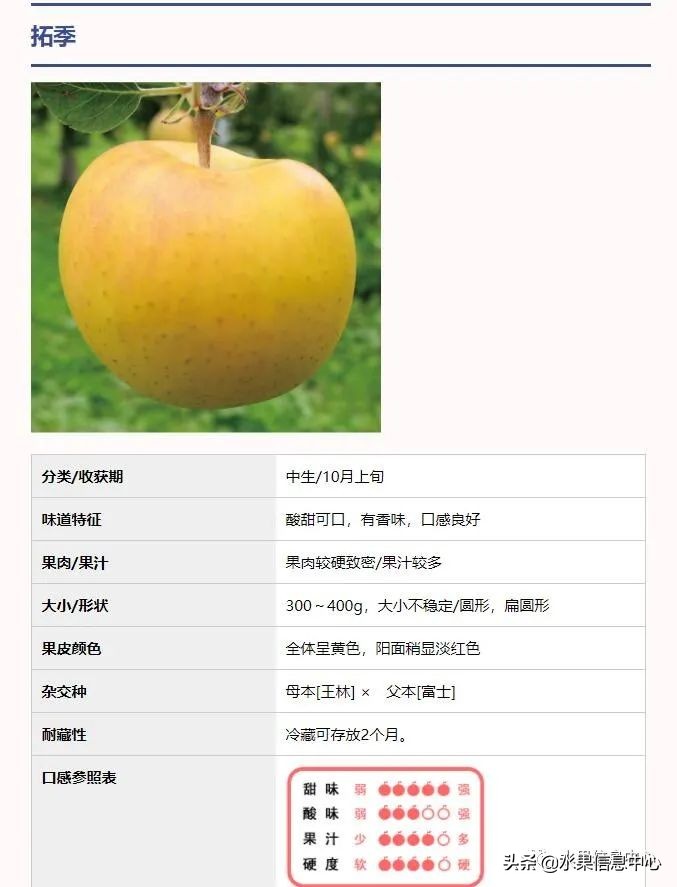 蘋果的產地,蘋果的產地主要在哪里