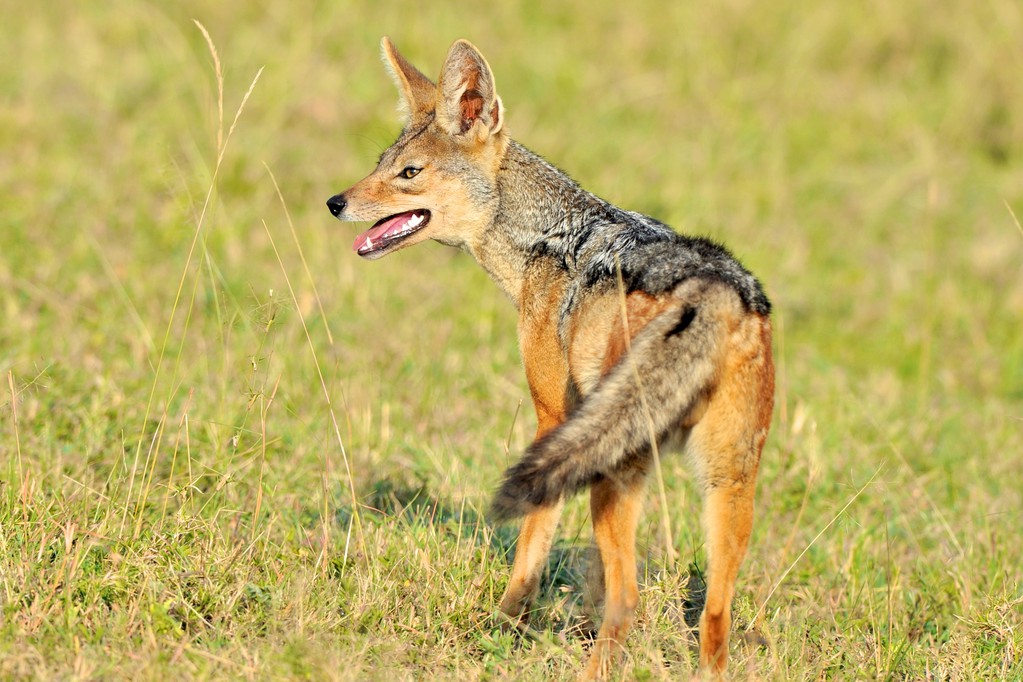 四大猛兽之首豺罕现云南!独挑虎与狼,它有多猛?