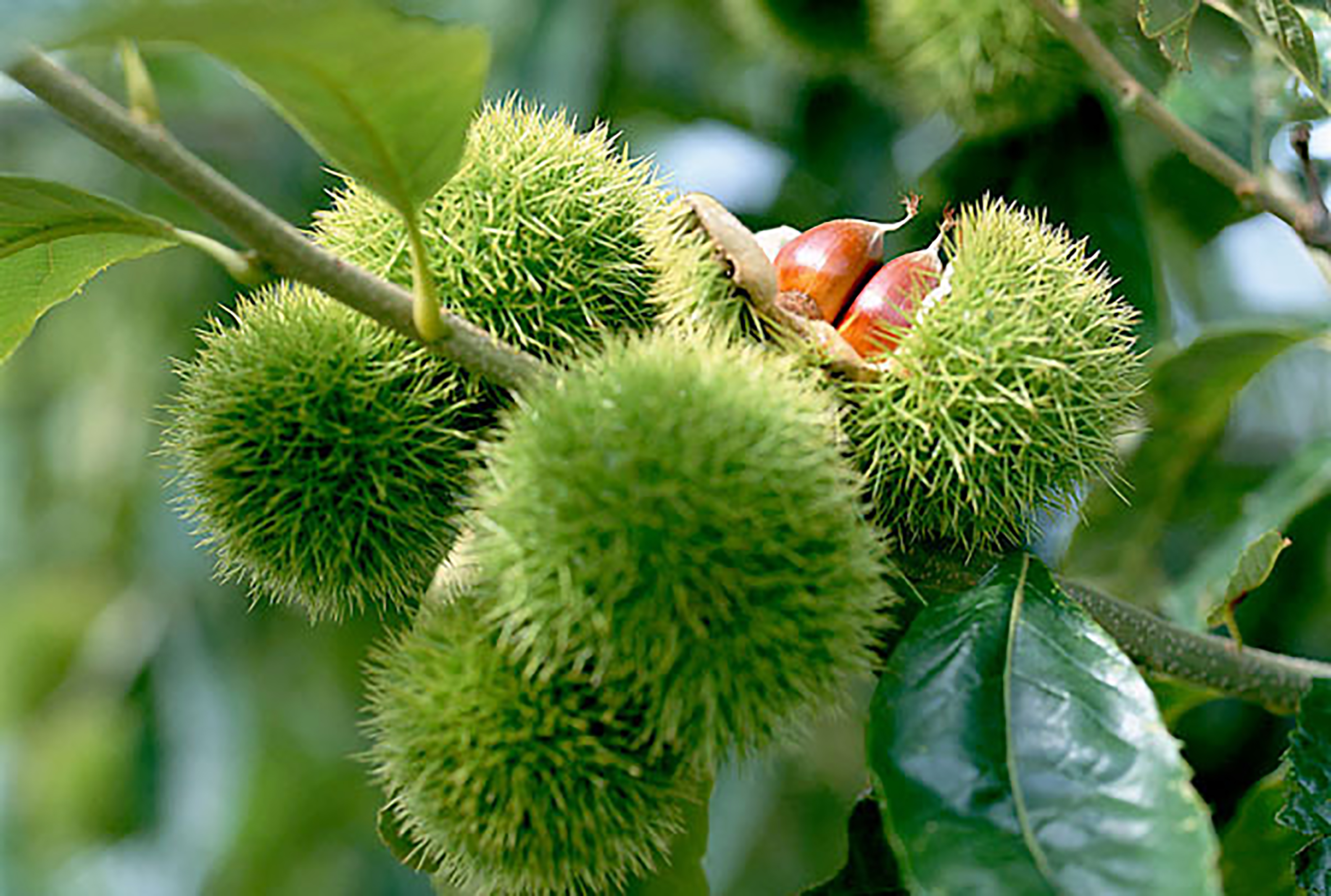 江西鹰潭龙虎山,道教发祥地,悠悠岁月情,香甜板栗果