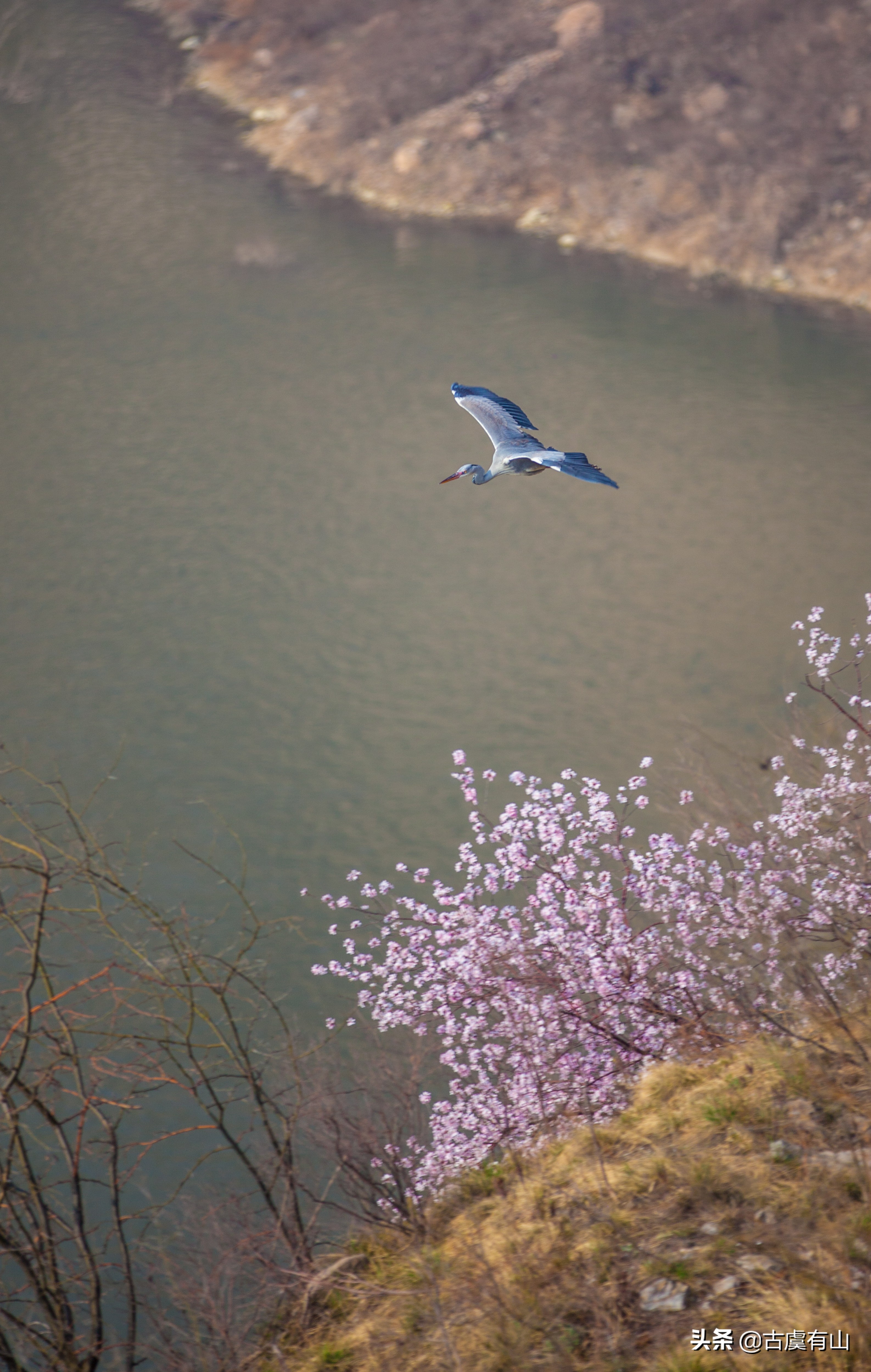 “西塞山前白鹭飞，桃花流水鳜鱼肥 ”的诗意再现平陆县好汉坡