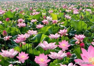 描写荷花诗词(38首)