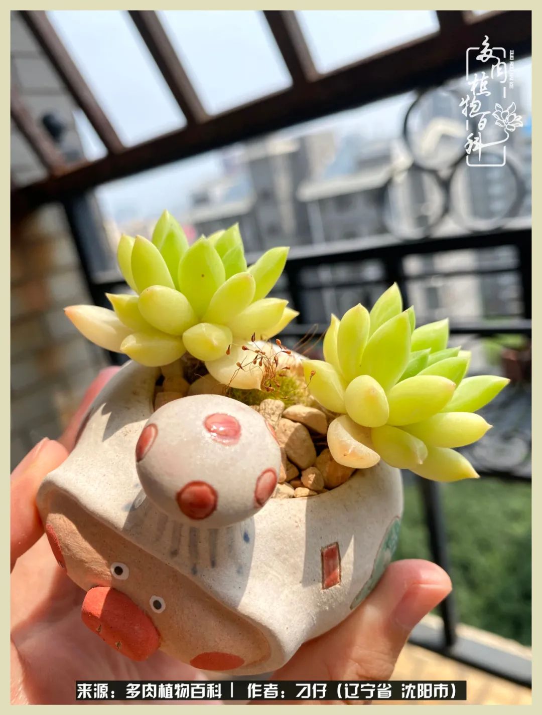 三年时间,多肉能养成什么样?
