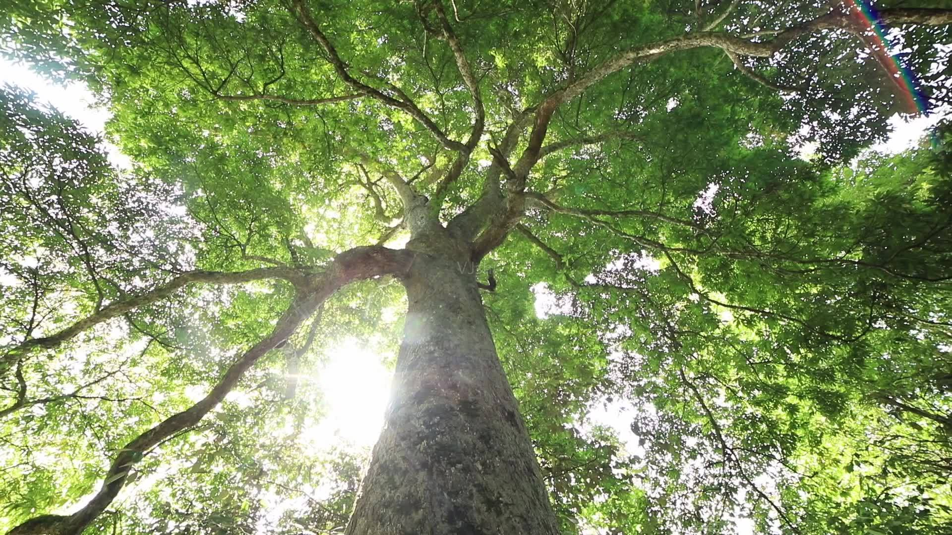 各种楠木树图片大全图片