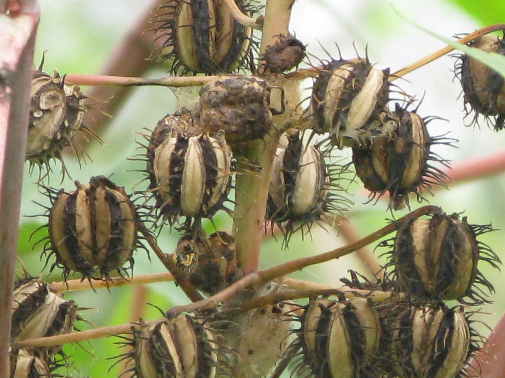 蓖麻子的功效与作用(中国种植300万亩) - 行就行