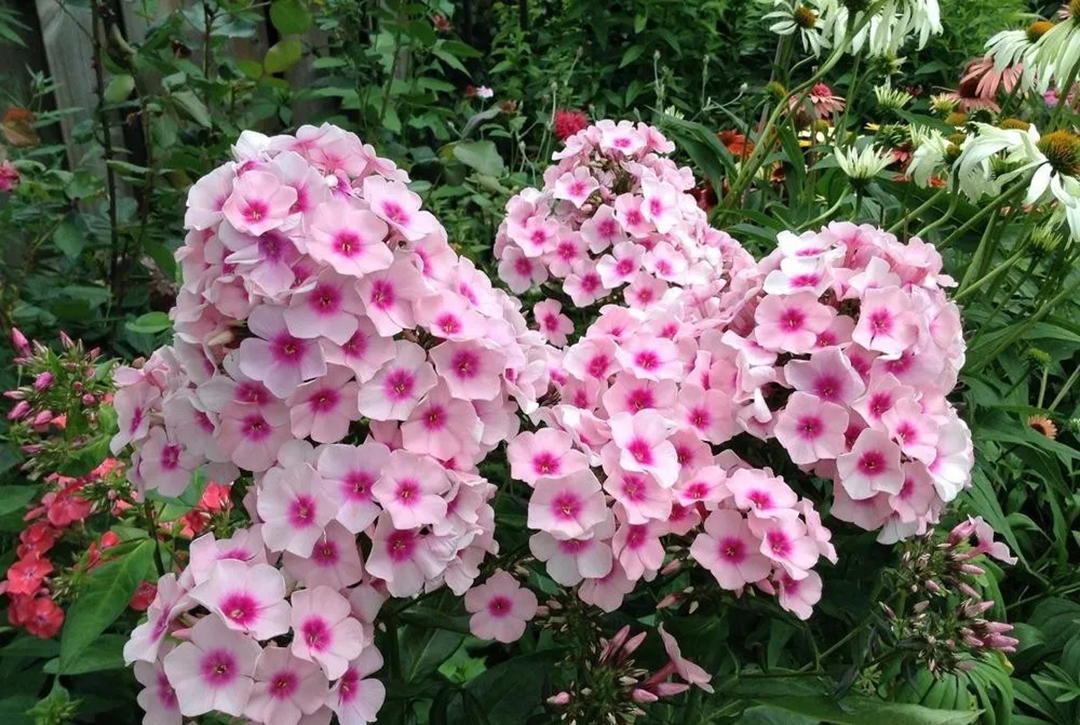 宿根福禄考花期什么时候（夏季里最佳的观花植物）