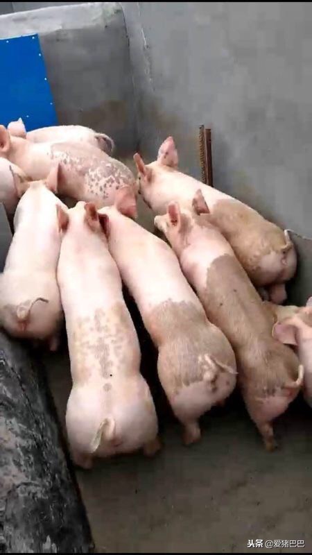 「肉联厂报价」11月8日屠宰场生猪价格