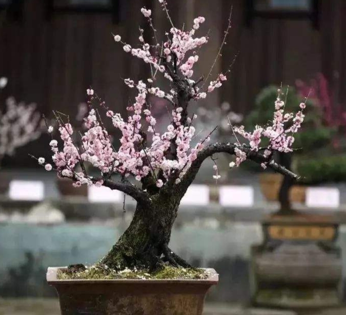 【观赏名花】梅花盆景的取材与制作管理，花香色艳，值得关注收藏