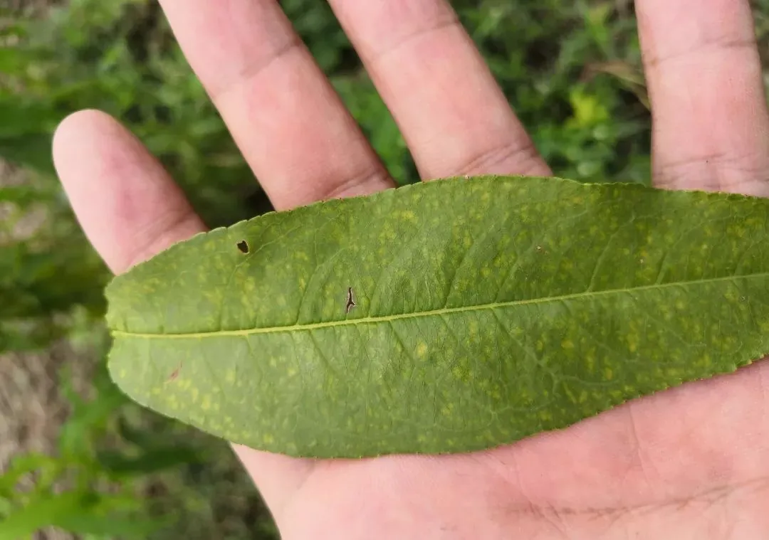 农用硫酸链霉素（防治桃树细菌性穿孔病常用药剂介绍）