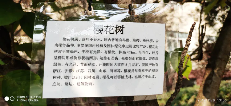 陪你一起看湖北省广水一中①——走进植物王国