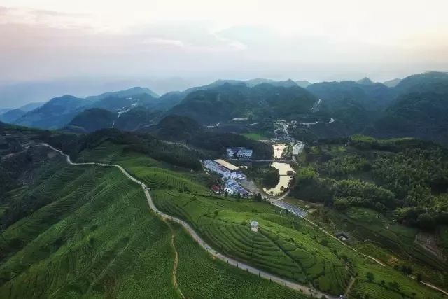 点头,太姥山,白琳,磻溪,管阳5朵福鼎白茶金花,你喜欢哪一朵