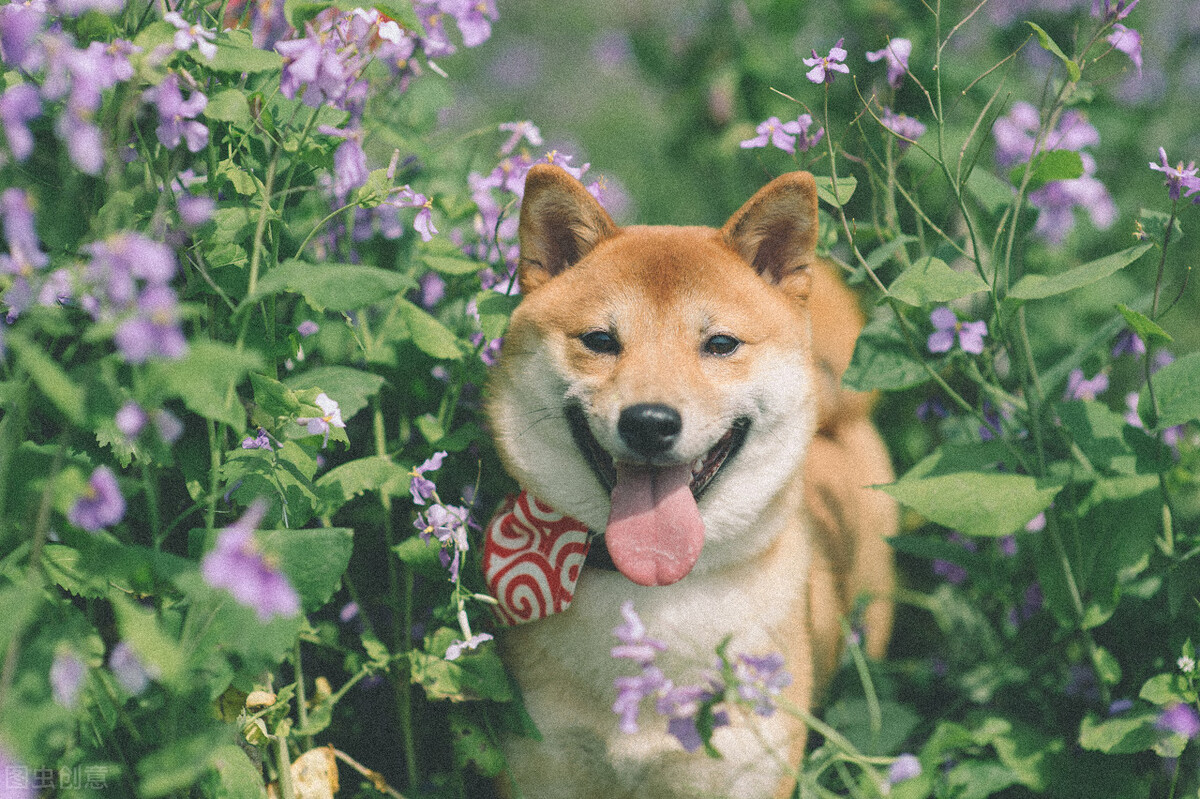 柴犬的这几个优缺点，你家柴犬中了哪几个？