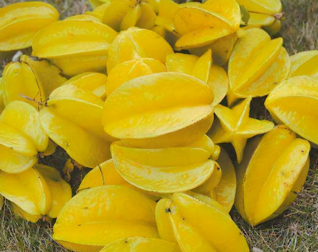 南方特产有哪些 南方水果有哪些种类 - 汽车时代网