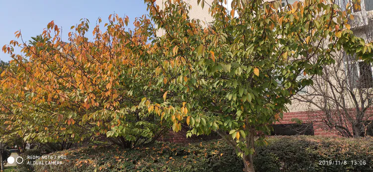 陪你一起看湖北省广水一中①——走进植物王国