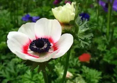 各种花的寓意及花语（100种花的花语大全）