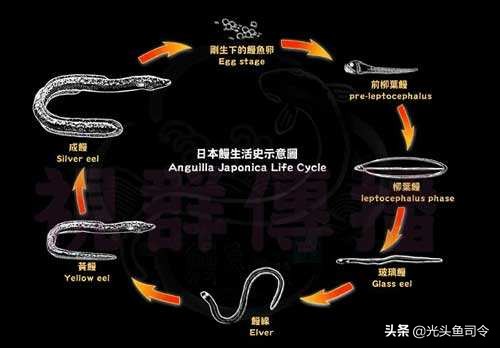 鳗鱼和鳝鱼的区别（黄鳝跟鳗鱼的口感一样吗）-第6张图片-巴山号