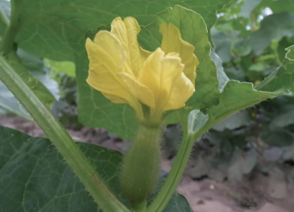 哈蜜瓜種植時間和方法,哈蜜瓜怎么種植