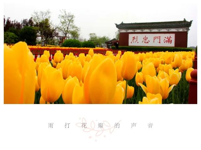 诗词中亭亭玉立的郁金香