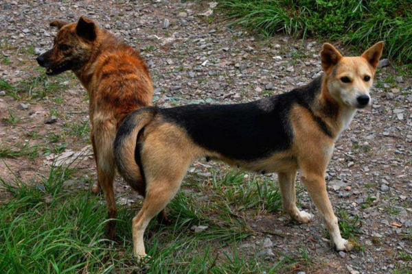 公狗不固定,只受发情的母狗影响!