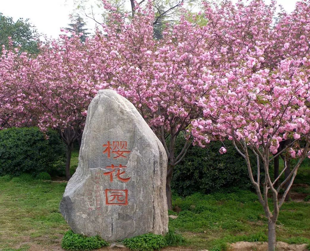 樱花大学「樱花大学校园」