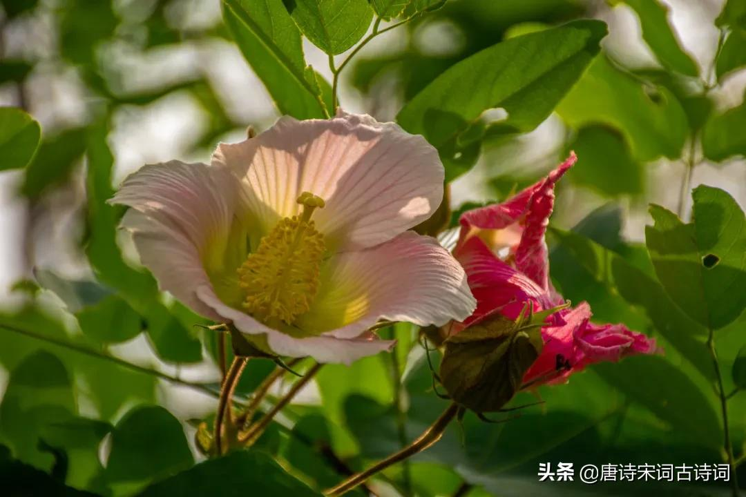 爱情如花，珍惜花开时