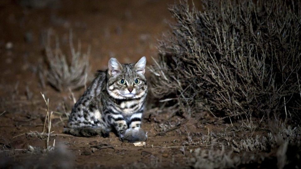 豹猫长啥样子(被全世界禁养！非洲最小的猫，猫科捕猎效率最高的“杀戮机器”)
