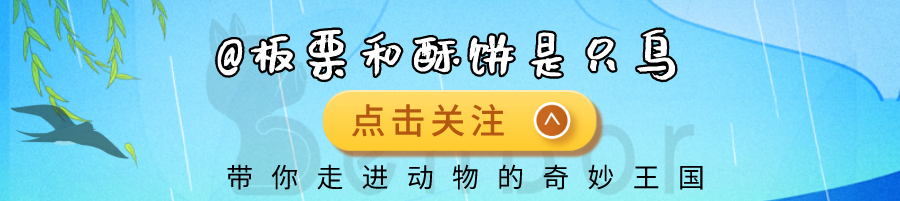 动物界智商排名第十，吃果子要洗干净，这还是我们认识的猪吗