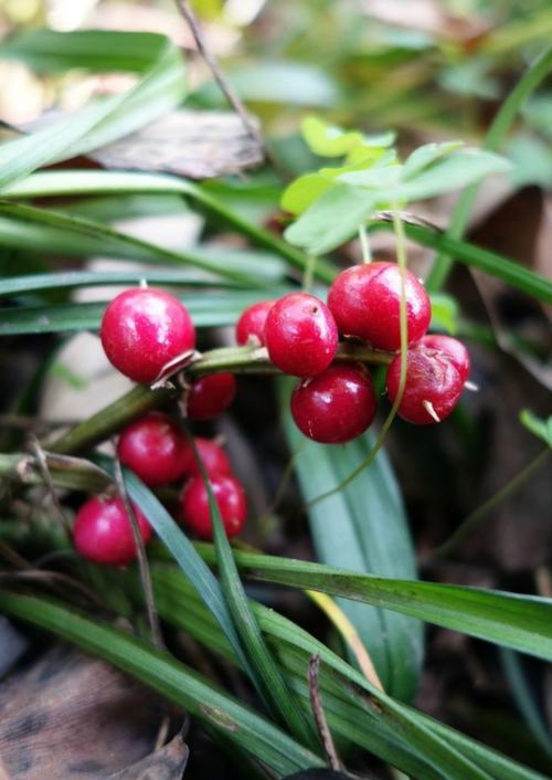 玉带草是什么(一文揭秘所谓吉祥草到底是什么)