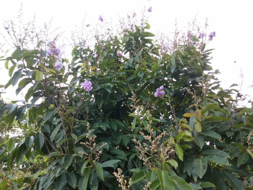 珠海的美毋庸置疑！吉大的由来，你信哪一个