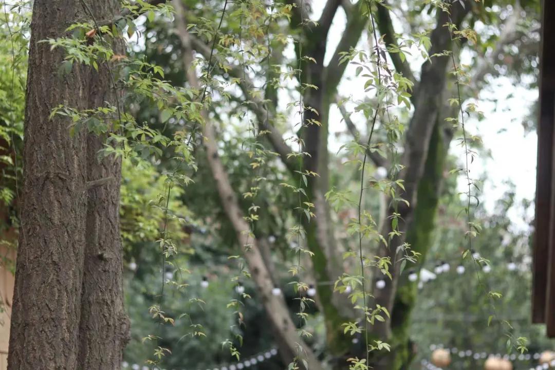 惊蛰