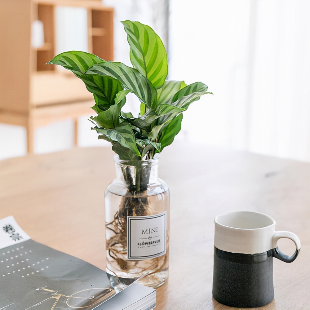 高颜值水培飞羽竹芋,北欧风绿植,适用于客厅书房