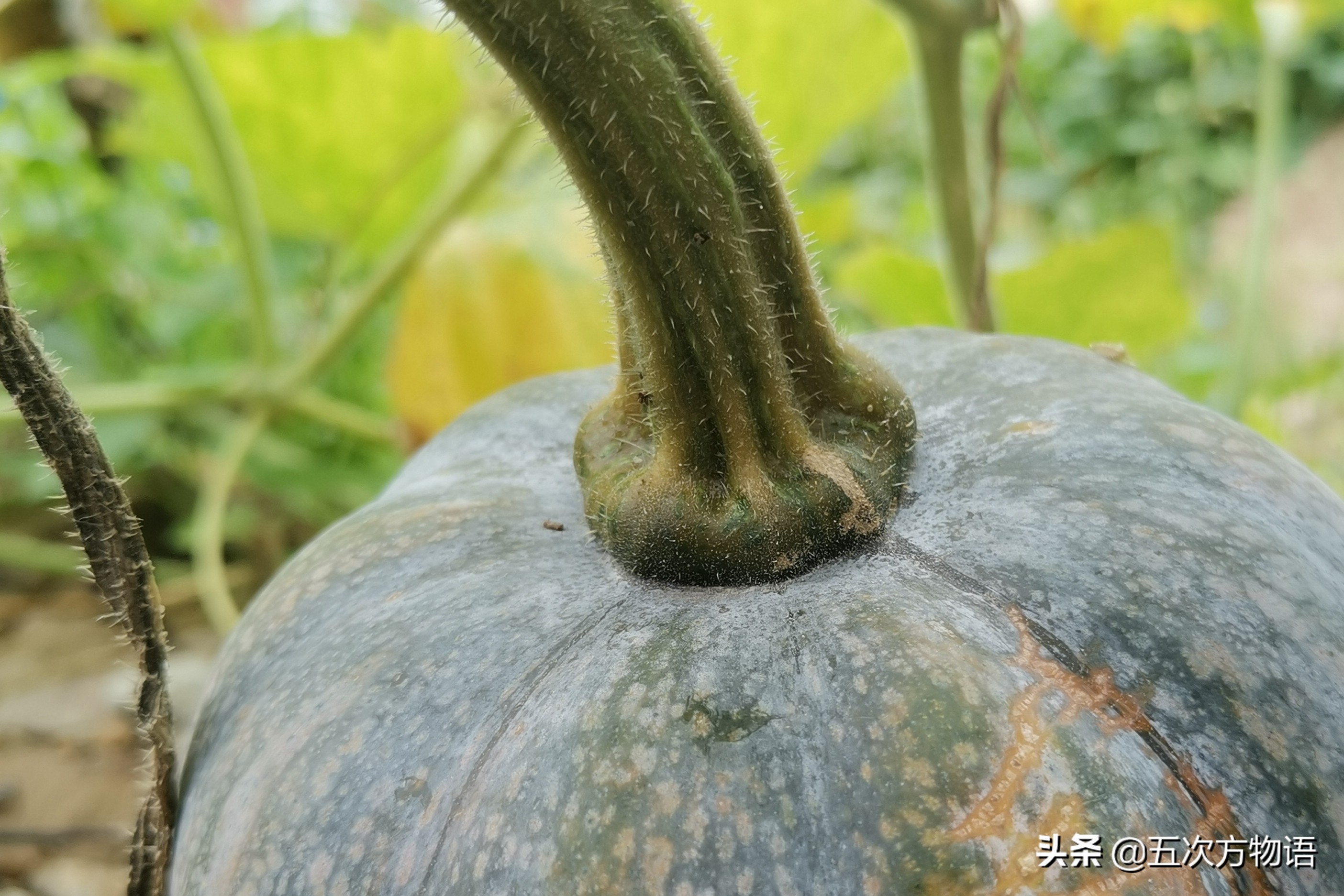 伊麗莎白瓜的營養(yǎng)價值,伊麗莎白瓜的營養(yǎng)價值及功效與作用