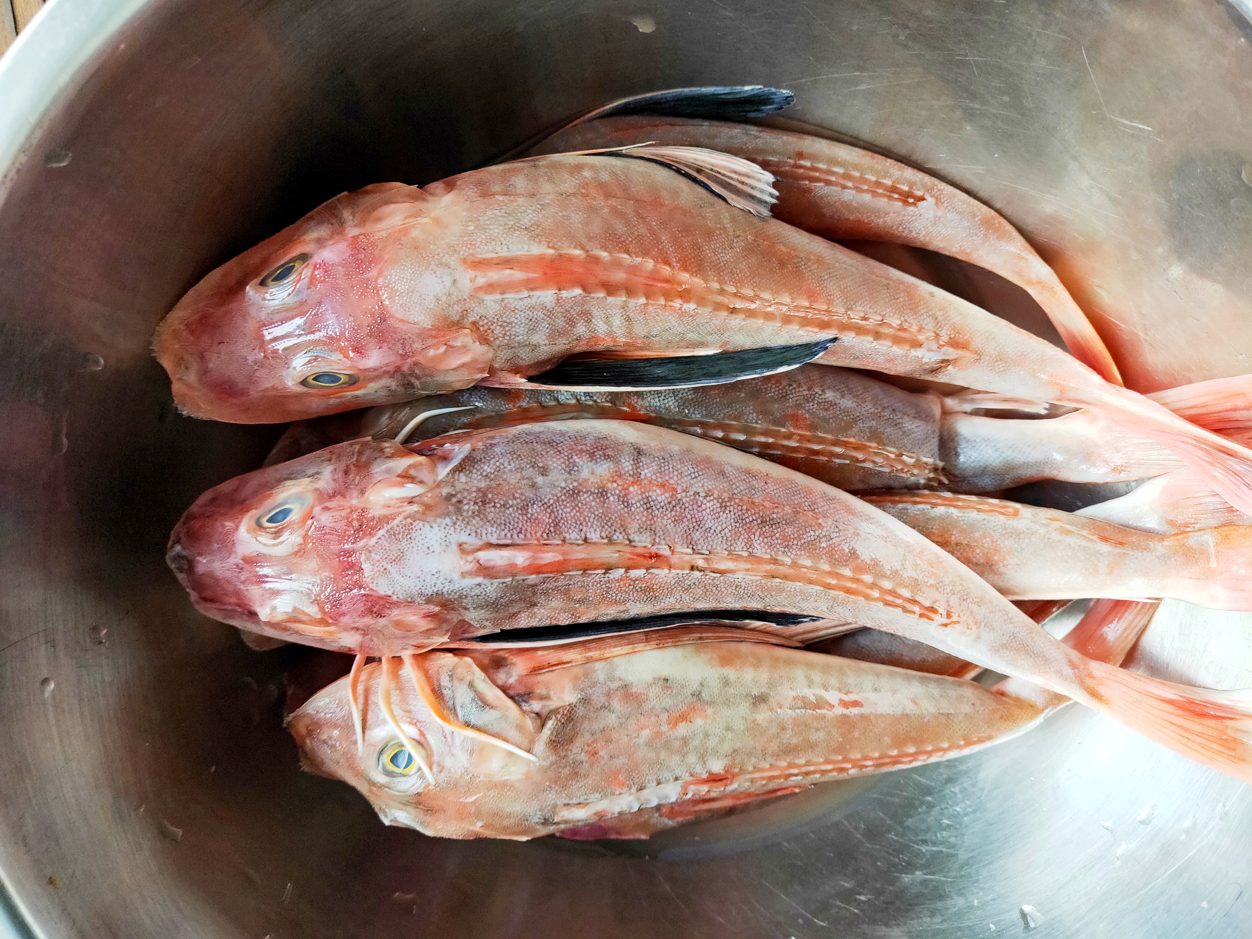 红娘鱼的功效与作用(红娘鱼的营养价值及功效)-我的快乐小窝