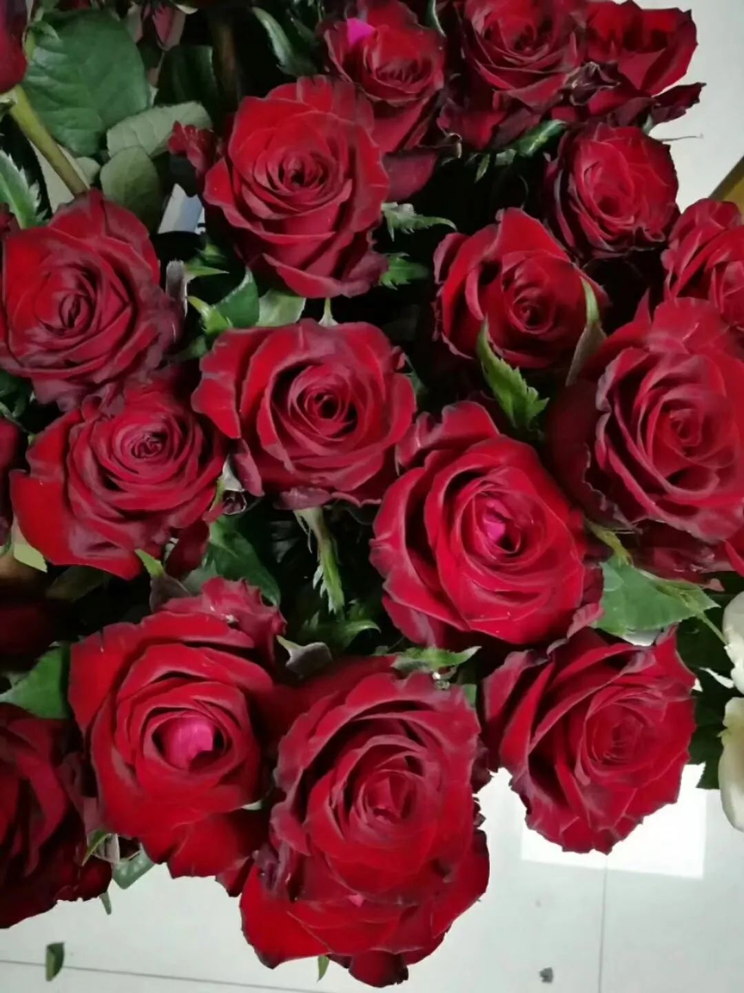 红色系列玫瑰品种图鉴,看看你养过哪些?欢迎补充哦