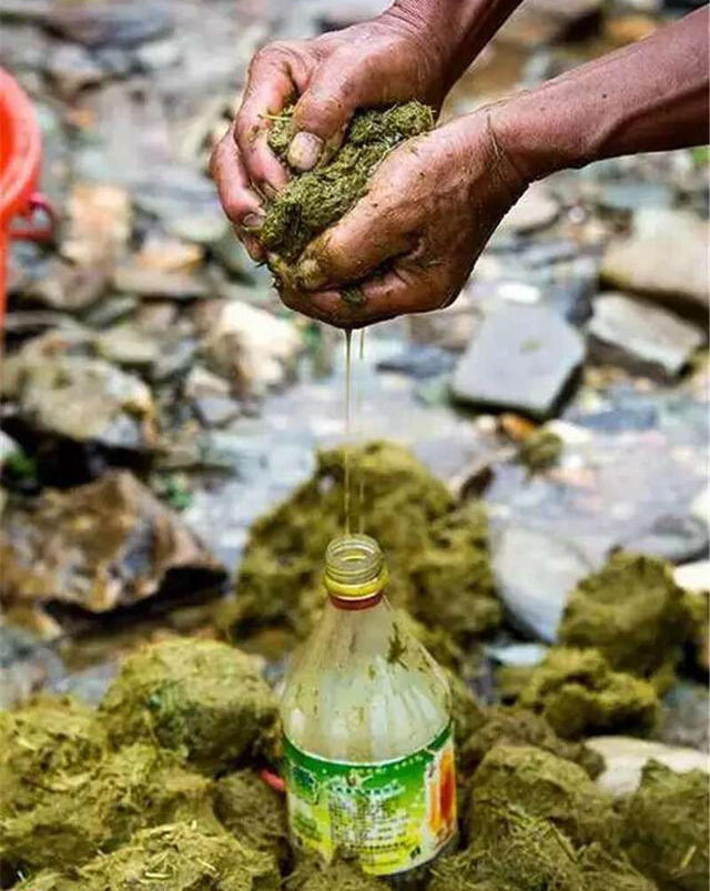 贵州吃的火锅是什么火锅(黔东南人爱吃的"牛瘪"火锅,是不是"牛粪"?