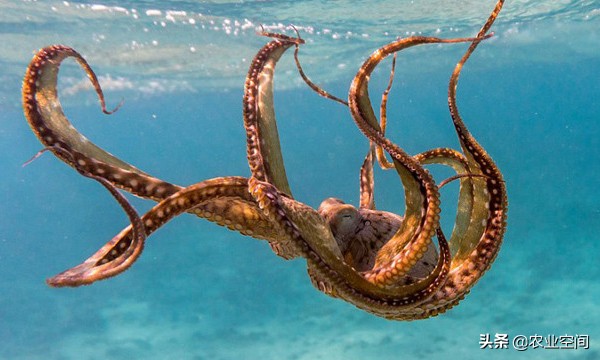 章鱼可以人工养殖,只要创造适合的条件,章鱼人工养殖的4个方法