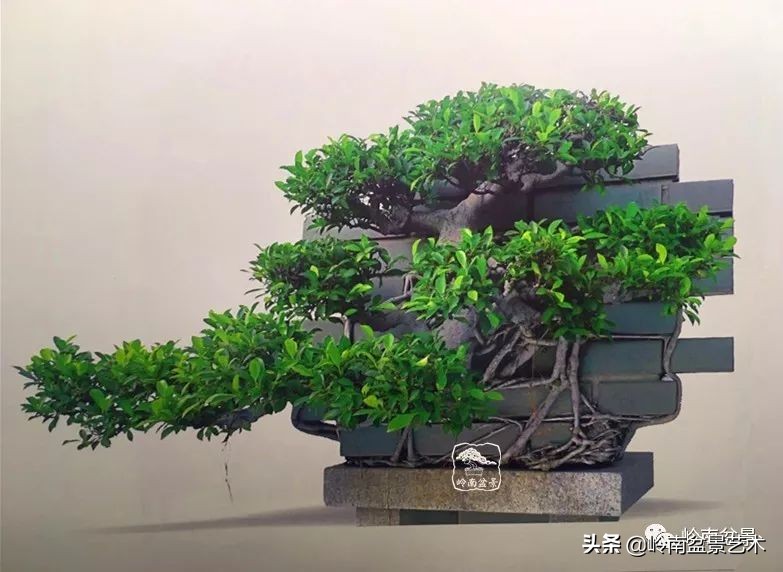 榕樹盆景圖片,榕樹盆景圖片大全欣賞