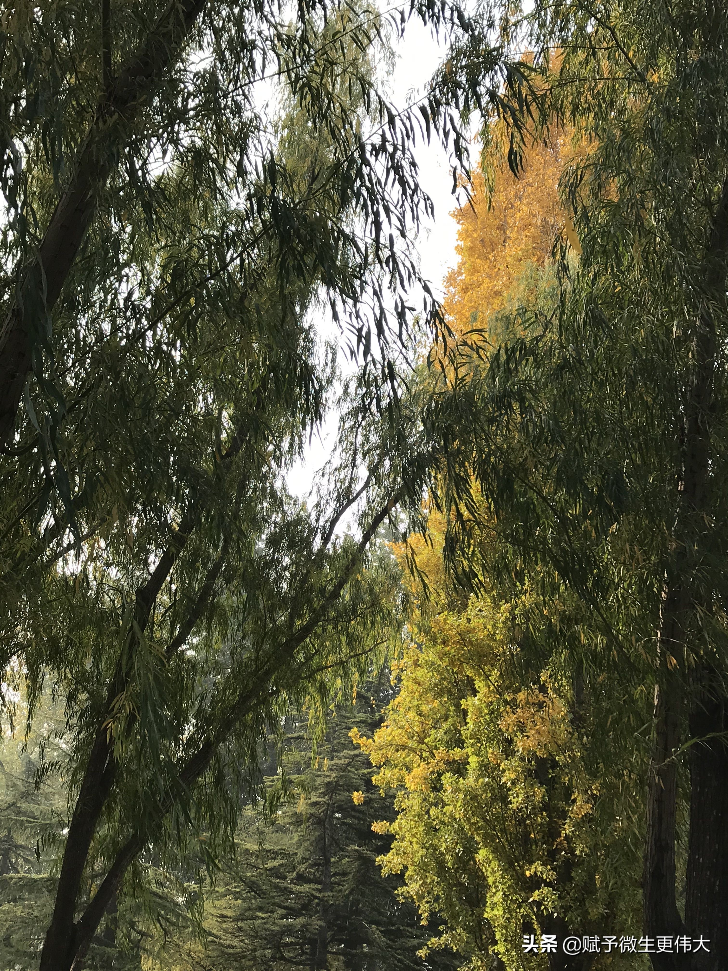 承美光——生于斯长于斯生生不息