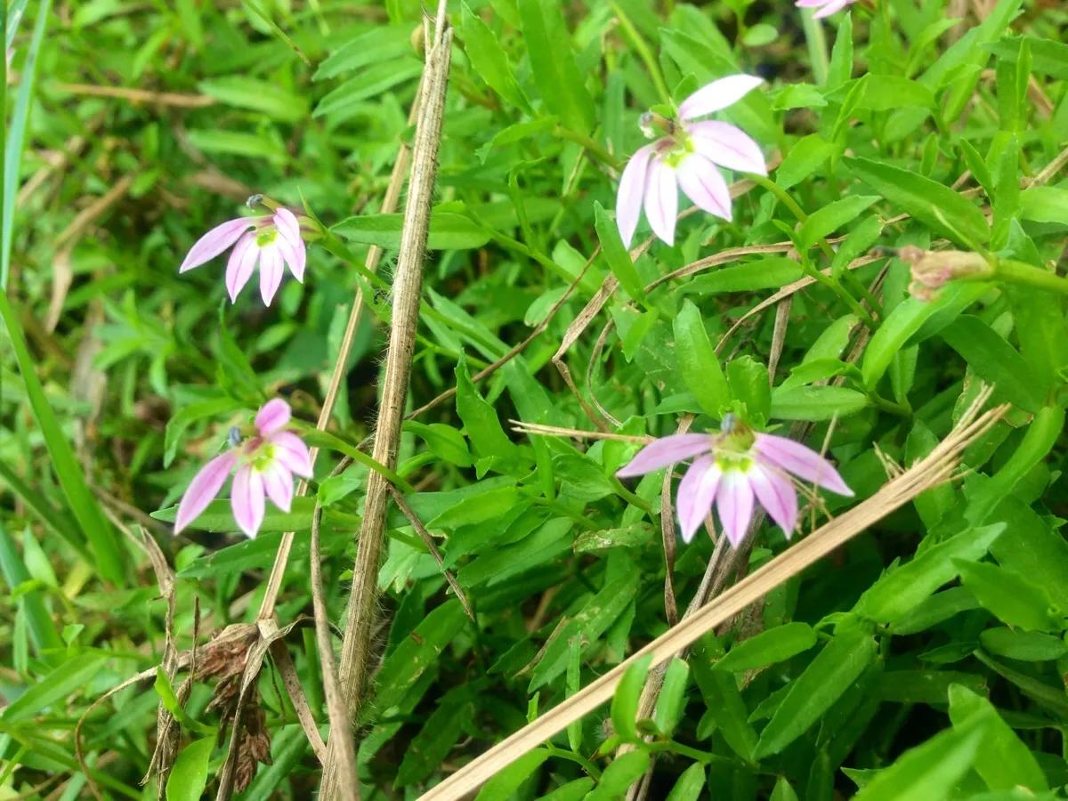 半边莲图片半边莲的功效与作用