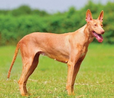 terrier)因产于英国东北部约克郡而得名,故又称约克郡梗,约瑟犬,约瑟