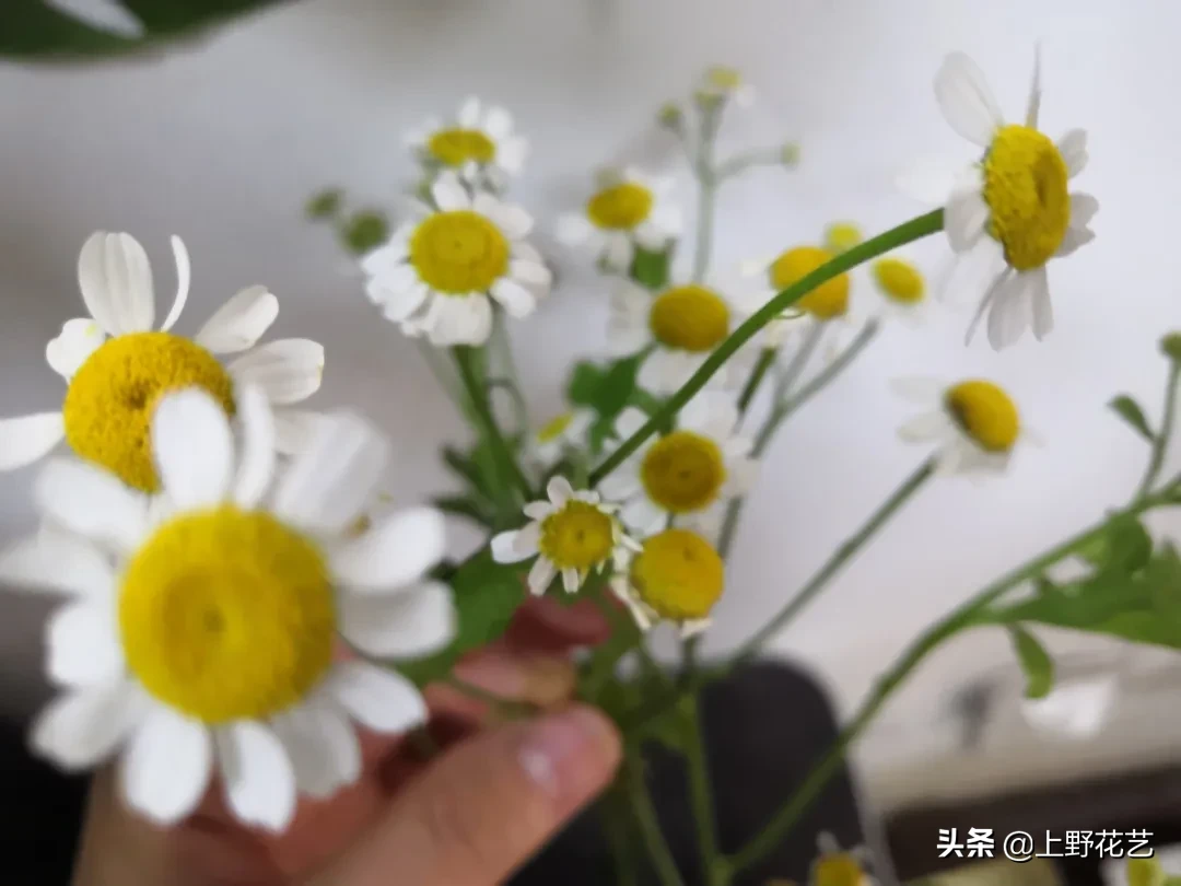 洋甘菊花适合送给什么人（洋甘菊花语把心底的阳光拿出来）