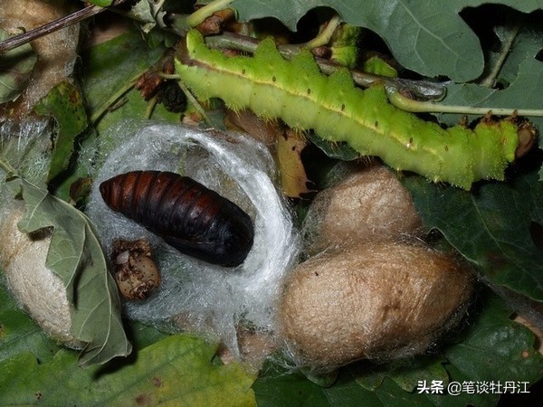 1982和1983年,宁安市连续两年喜获天蚕大丰收,产蚕区的柞树叶子都被