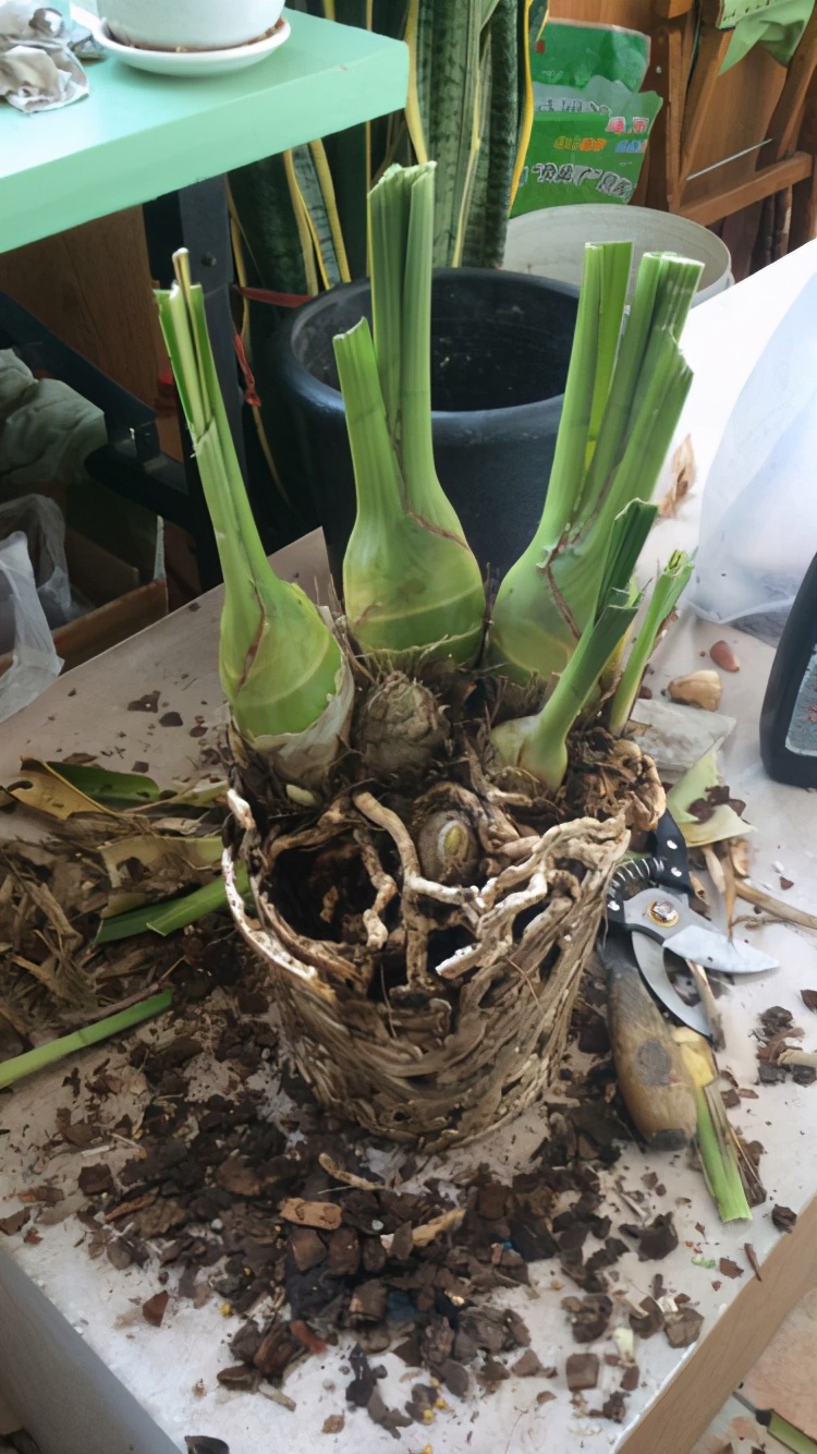 植物轻微烂根,可以依靠自愈能力,做好3点最重要