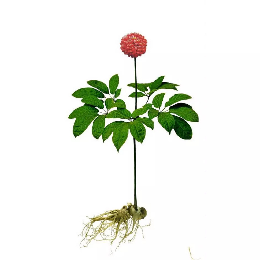 田七和三七的区别田七和三七的区别在哪